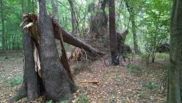 IMG_20170902_155513.thumb.jpg.dfa90741dca36dd14795554745fe0694.jpg