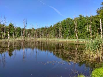 IMG_20180513_110258_HDR.thumb.jpg.5563b232f09fb13273bced7e4404e996.jpg