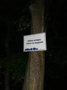 owce na wypasie.jpg
