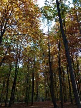 IMG_20181017_151606.jpg
