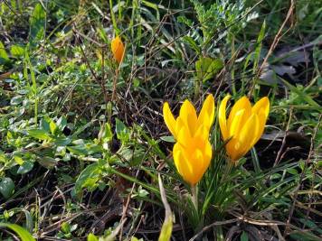 20200208_krokus.jpg