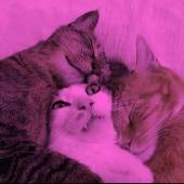 Tiggre