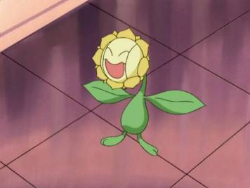 sunflora.jpg
