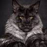 Trylik